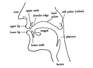 articulation of speech